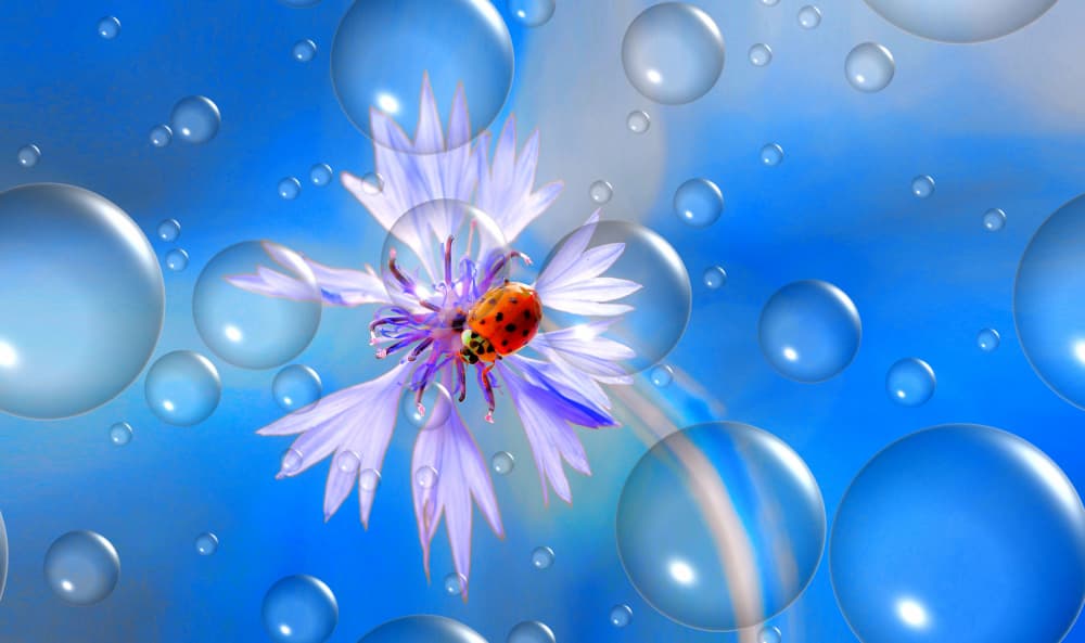 Ladybug Blue Bubbles by Thierry Dufour — canvas wall art