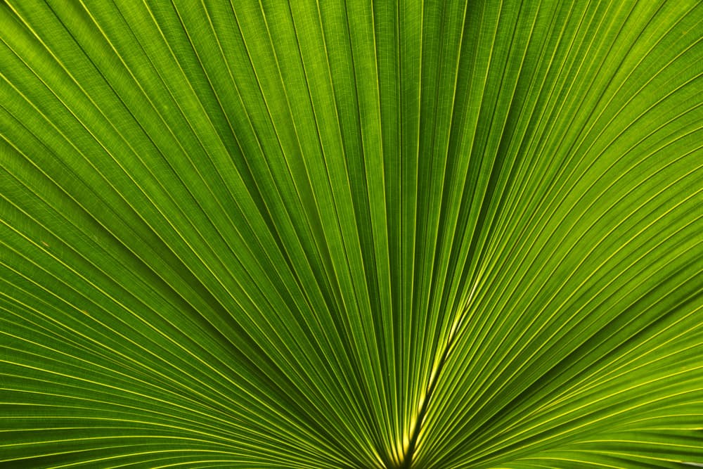 Vibrant Green Palm by amini54 — canvas wall art