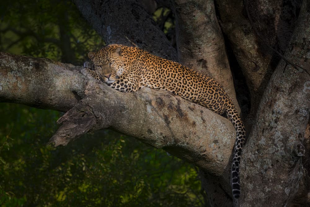 Leopard Resting on Tree by Roberto Marchegiani — canvas wall art