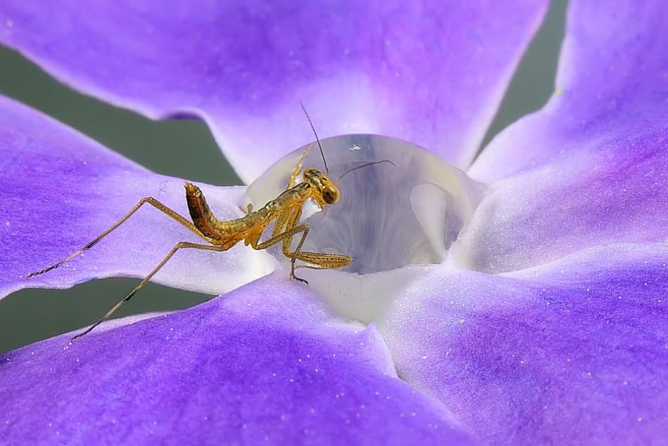 Mantis on Purple Flower by Jimmy Hoffman — canvas wall art