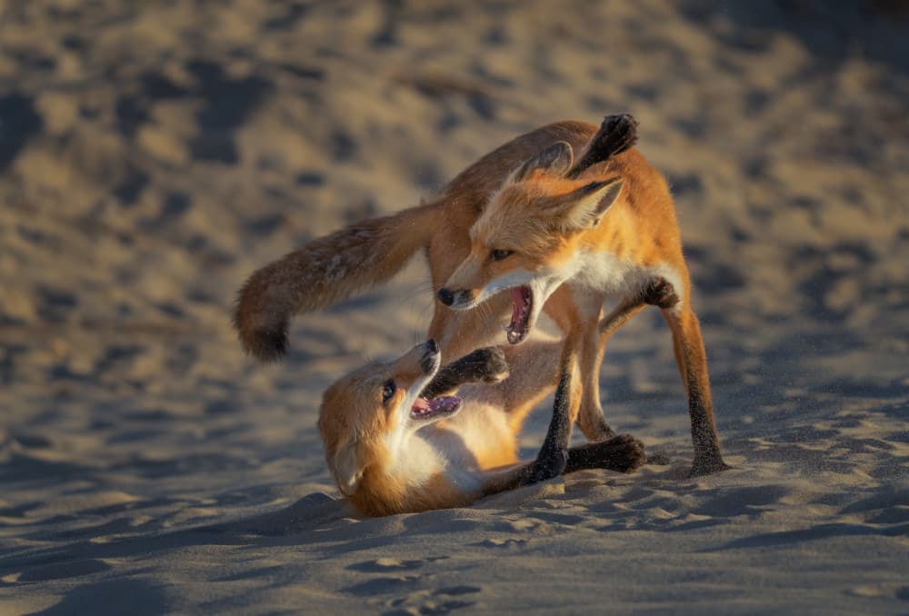 Red Foxes Fierce Play by Ruiqing P. — canvas wall art