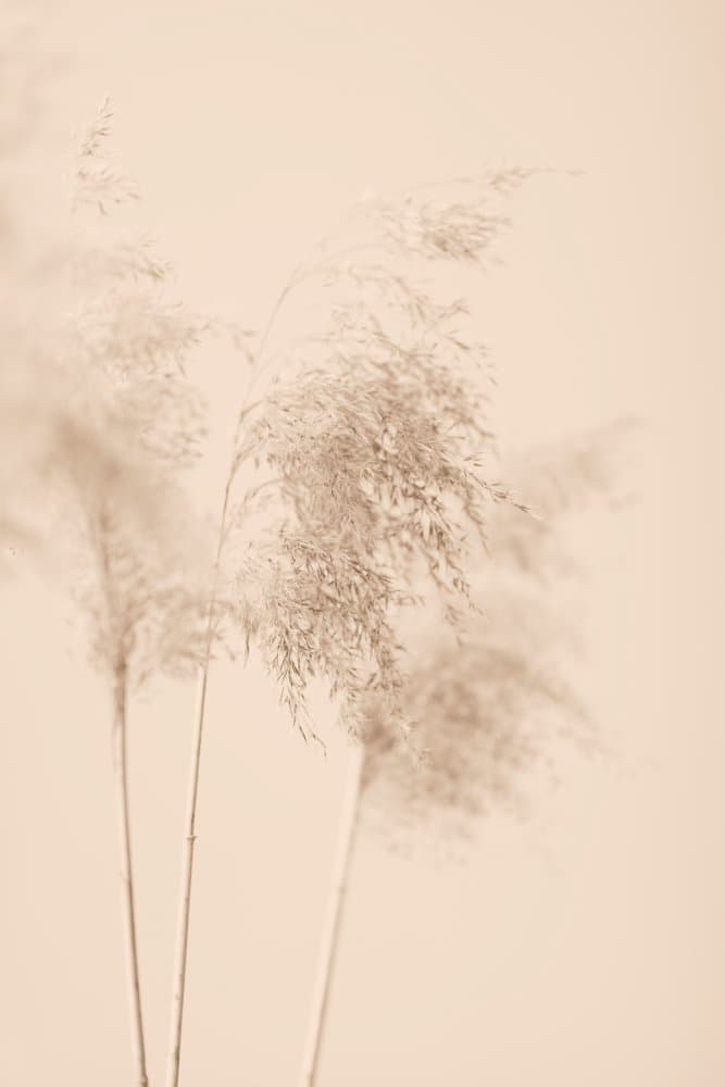 Soft Pampas Plumes by Pictufy Studio III — canvas wall art