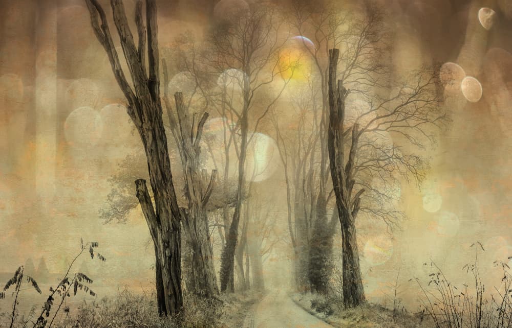 Dreamy Foggy Path by Hilda van der Lee — canvas wall art