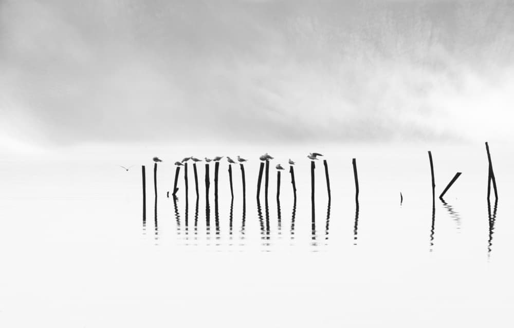 Seagulls On Poles by Luciano Caturegli — canvas wall art