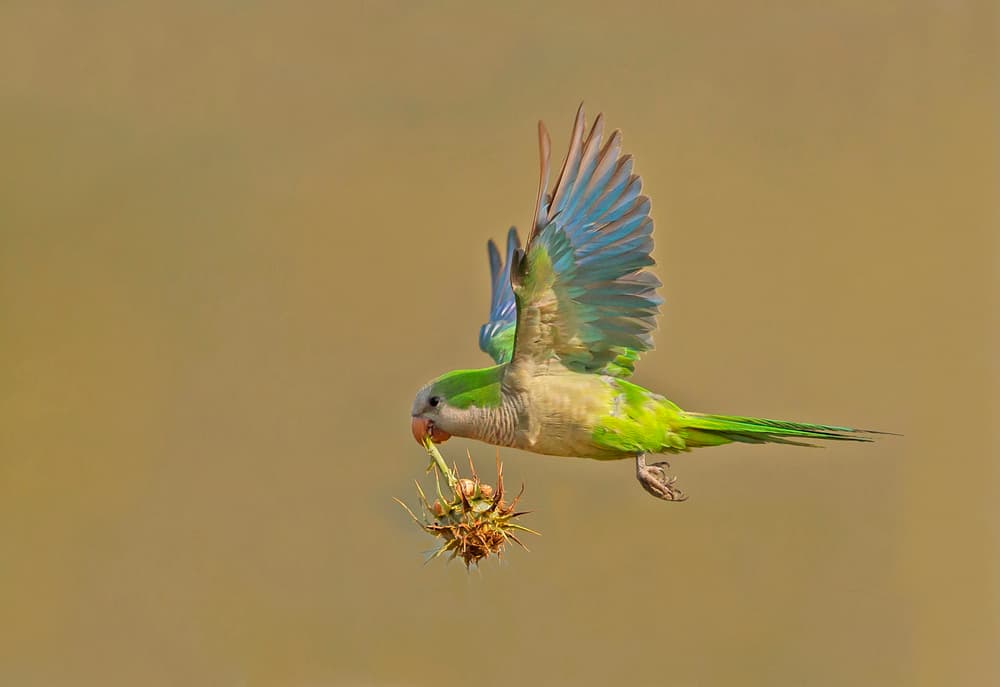 Green Parrot In Flight by Shlomo Waldmann — canvas wall art