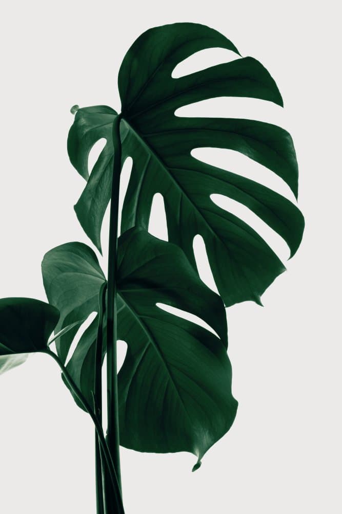 Lush Monstera Foliage by Pictufy Studio III — canvas wall art