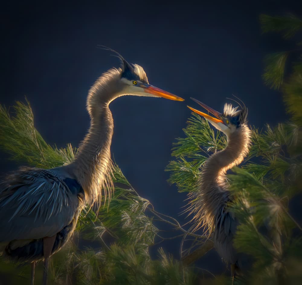 Herons in Golden Light by Ruiqing P. — canvas wall art
