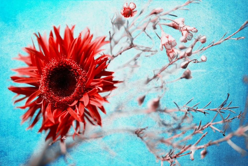 Vibrant Red Daisy by Mike Kreiten — canvas wall art