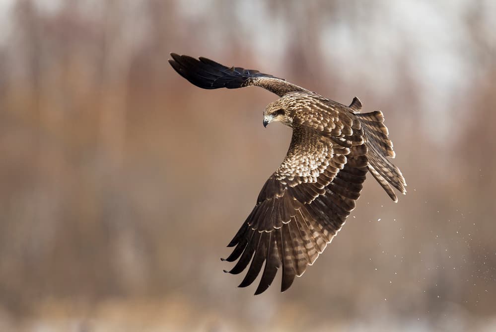 Wild Raptor's Flight by C.S. Tjandra — canvas wall art