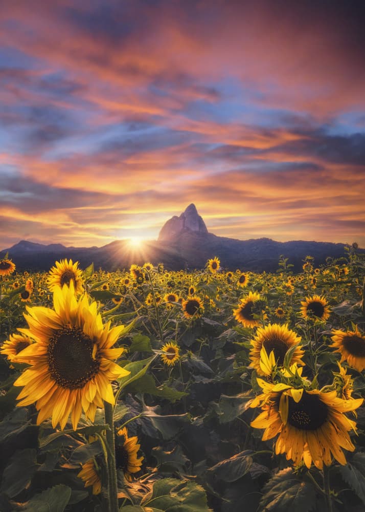 Golden Sunflowers Peak by Tiger Seo — canvas wall art