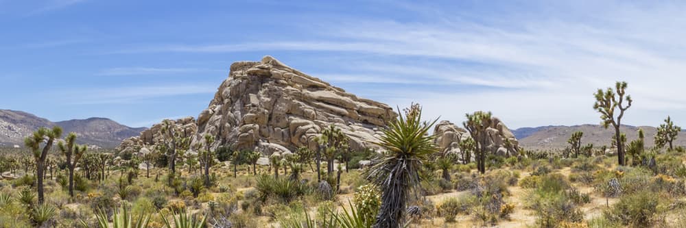 Joshua Tree Desert Landscape by Melanie Viola — canvas wall art