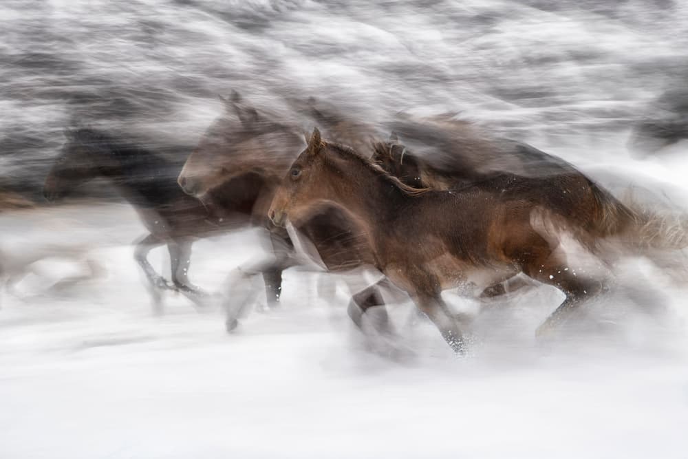 Wild Horses Snow Run by Milan Malovrh — canvas wall art