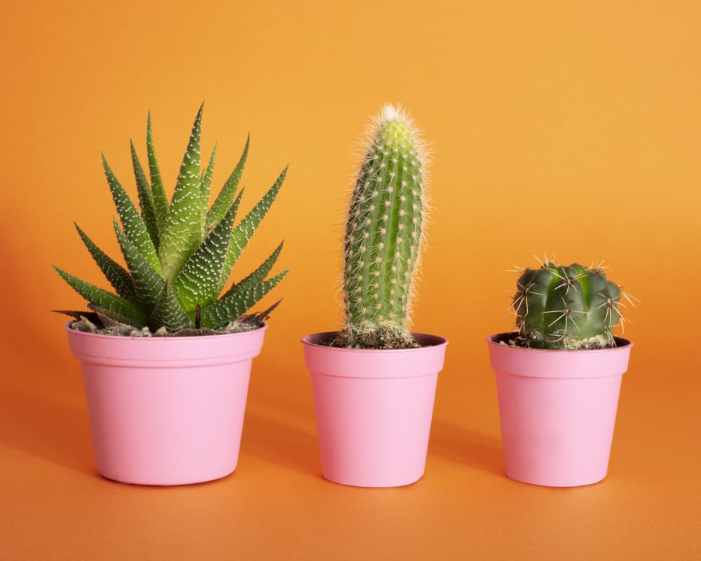 Pink Potted Plants Trio by Julia Ramiro — canvas wall art