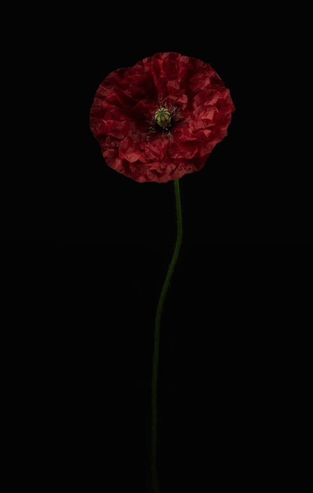 Single Red Poppy by Lotte Grønkjær — canvas wall art