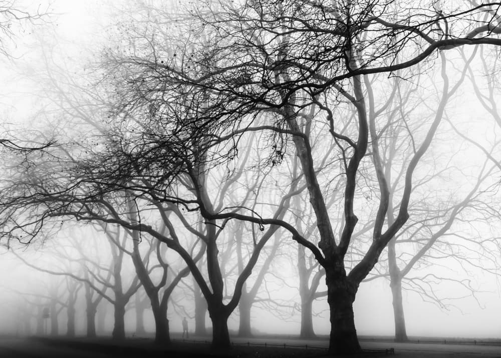 Misty Winter Trees by Anna Niemiec — canvas wall art