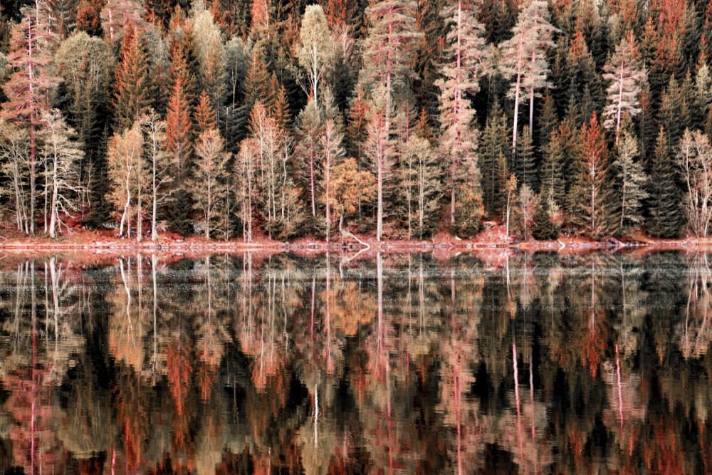Autumn Forest Reflections by Christina Sillen — canvas wall art