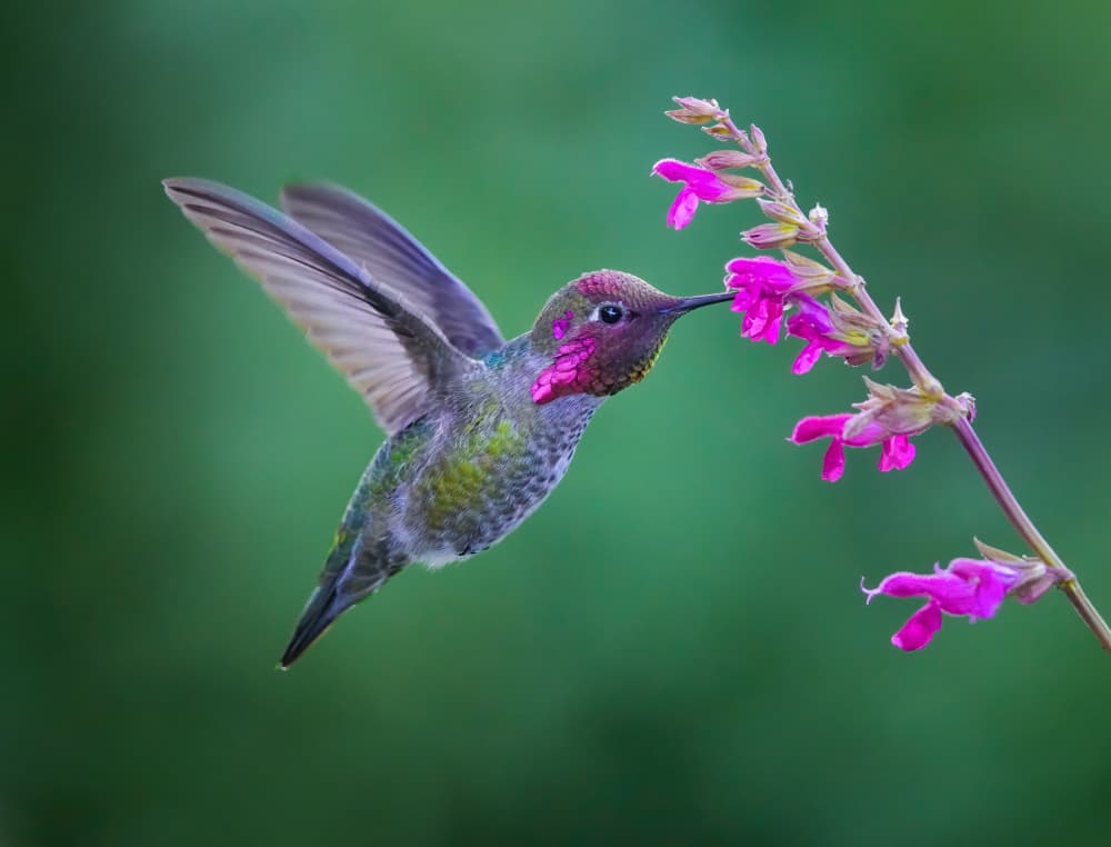 Hummingbird Nectar by Xiaojian Huang — canvas wall art