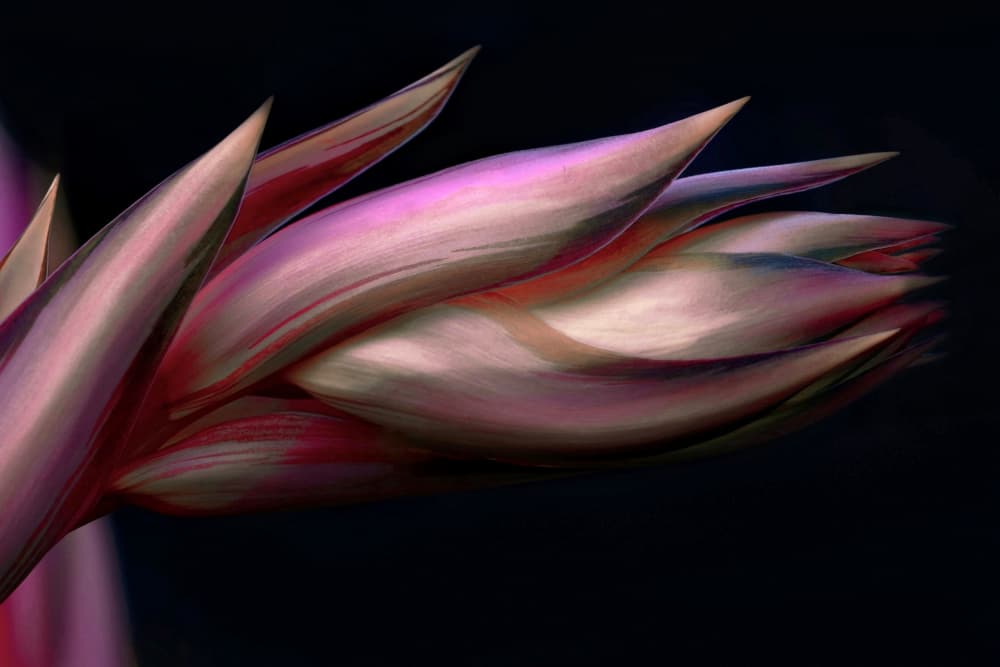 Elegant Magenta Bloom by Robin Wechsler — canvas wall art