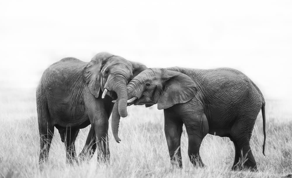 Elephant Affection by MIN LI — canvas wall art