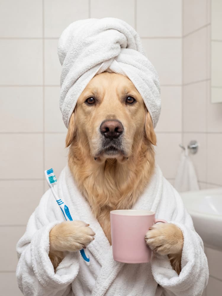 Spa Day Dog by Andreas Magnusson — canvas wall art