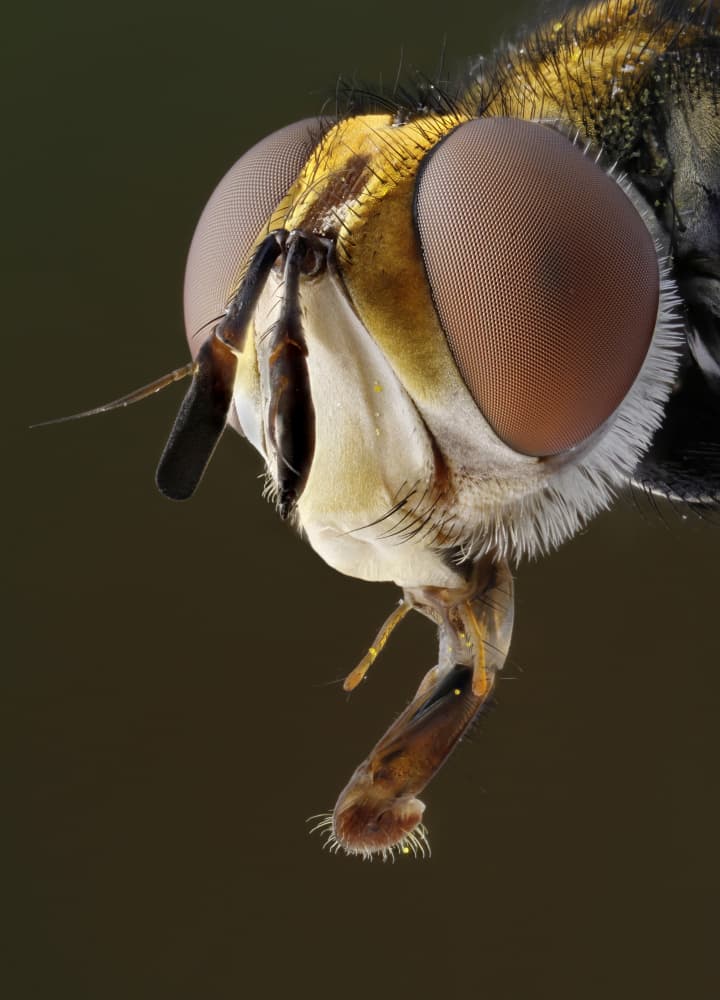Furry Fly Head Macro by Carles Just — canvas wall art