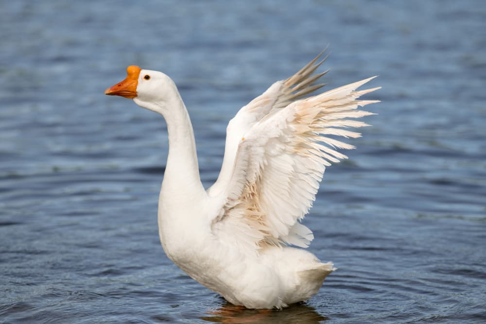 Majestic Goose Spreads Wings by Crystal Lynn Collins — canvas wall art