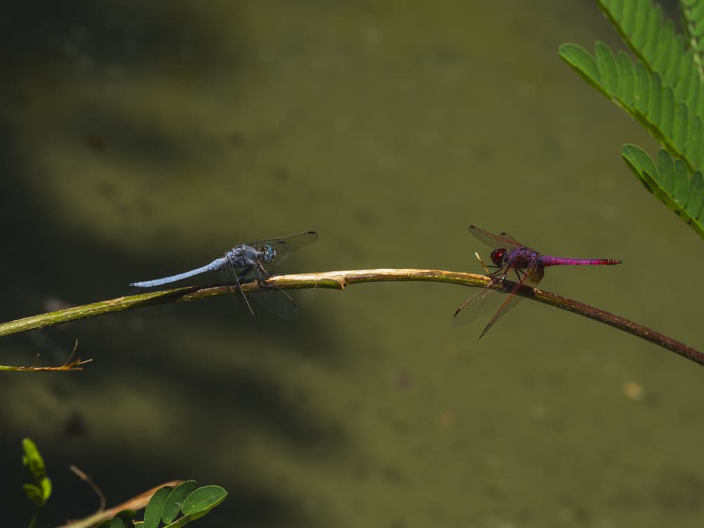 Two Colorful Dragonflies by engin akyurt — canvas wall art