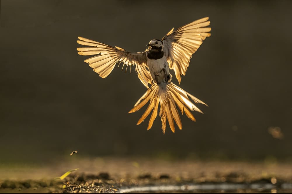 Wagtail In Golden Light by Rob Li — canvas wall art
