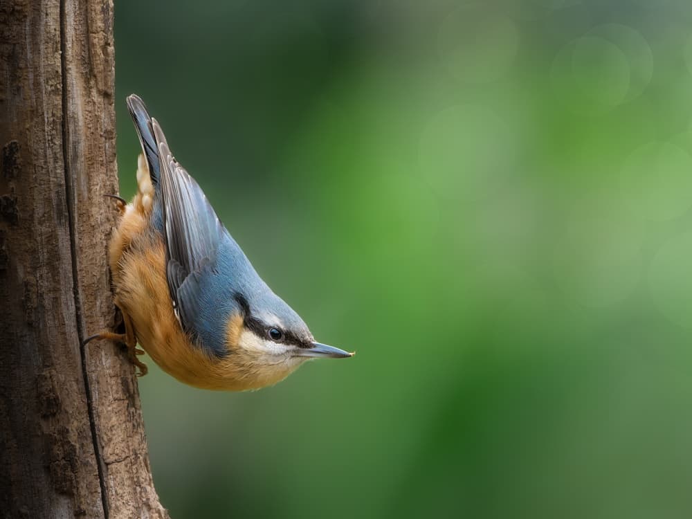 Upside Down Nuthatch Bird by Cristiano Giani — canvas wall art