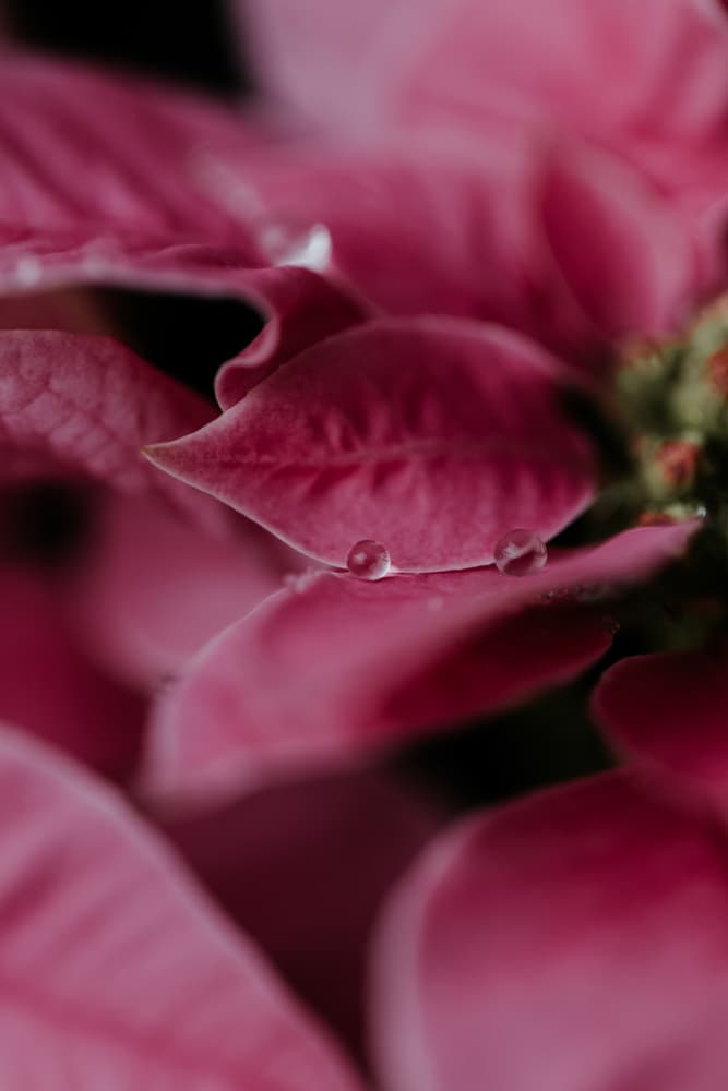 Pink Poinsettia Drops by Javier Pardina — canvas wall art