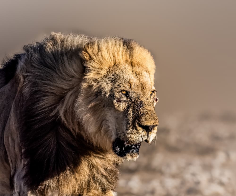 Fierce Golden Lion by Songhu Yan — canvas wall art