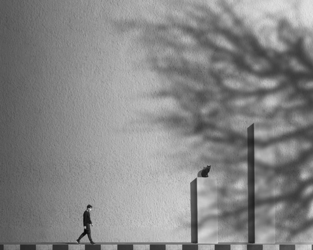 Solitary Walk Tree Shadows by alizolghadri93 — canvas wall art