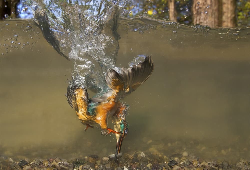Diving Kingfisher Hunt by Marco Redaelli — canvas wall art