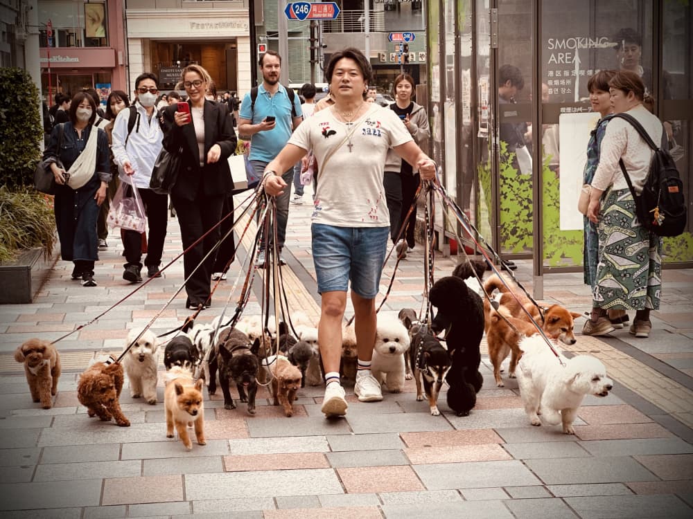 Dog Walker Parade by Eyal Alcalay — canvas wall art