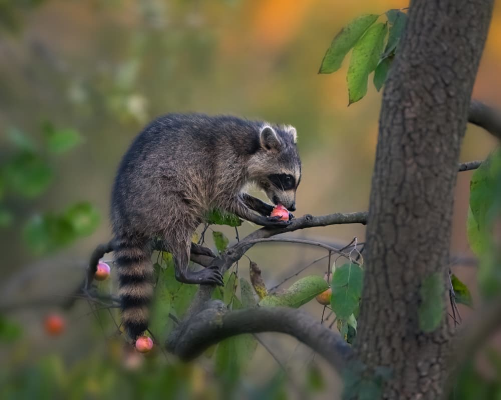 Raccoon Eating Autumn Fruit by Ruiqing P. — canvas wall art