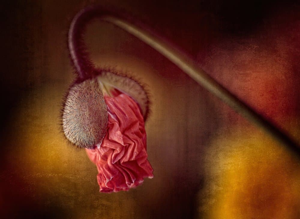 Emerging Poppy Bud by Anna Cseresnjes — canvas wall art