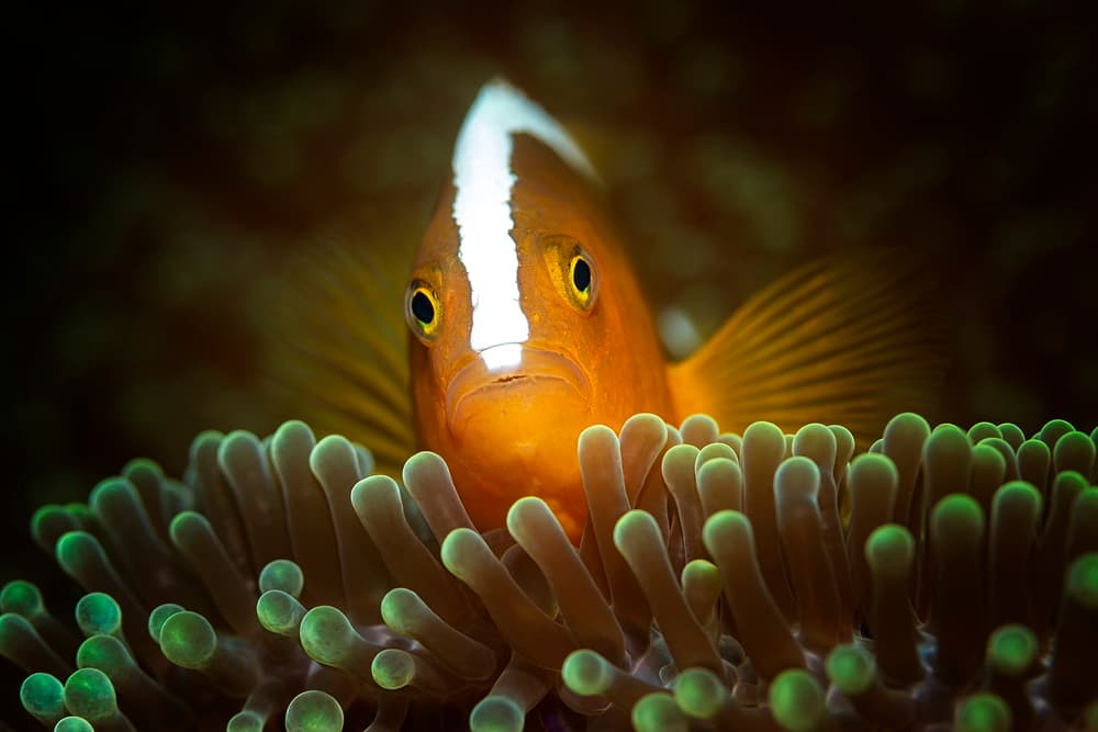 Vibrant Clownfish Peeks by Walter Lackner — canvas wall art
