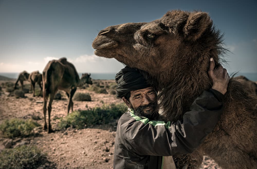 Man Hugging Camel by Waldemar Szmidt — canvas wall art