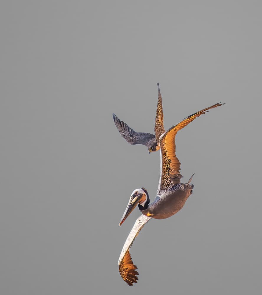 Pelican Falcon Chase by Allen SDCA — canvas wall art