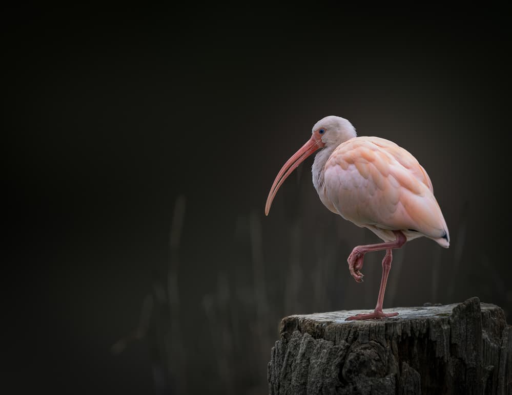 Graceful Pink Ibis by Jealousy — canvas wall art