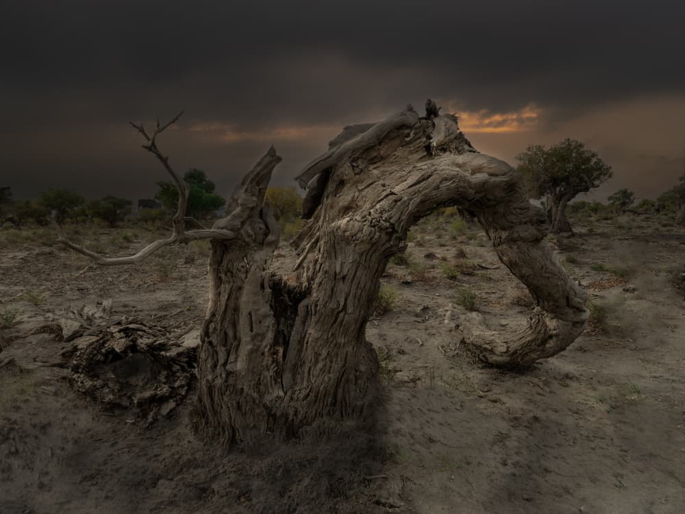 Dead Tree Desert Storm by Cai ning — canvas wall art
