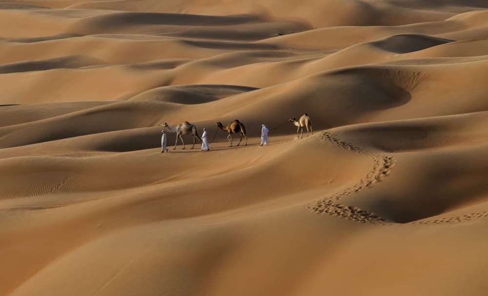 Camels Across Golden Dunes by Karim Al Thahaby — canvas wall art
