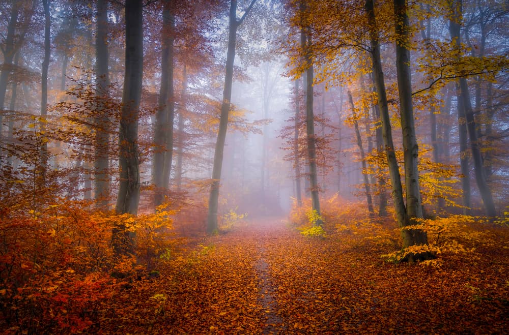 Misty Autumn Forest Path by Norbert Maier — canvas wall art