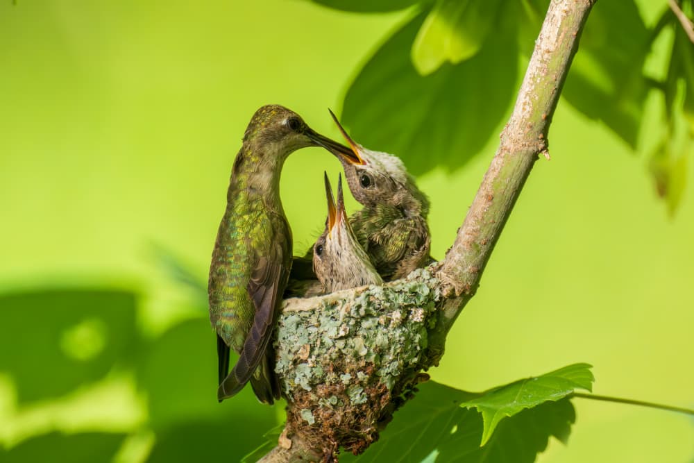 Hummingbird Feeding Babies by Mike He — canvas wall art