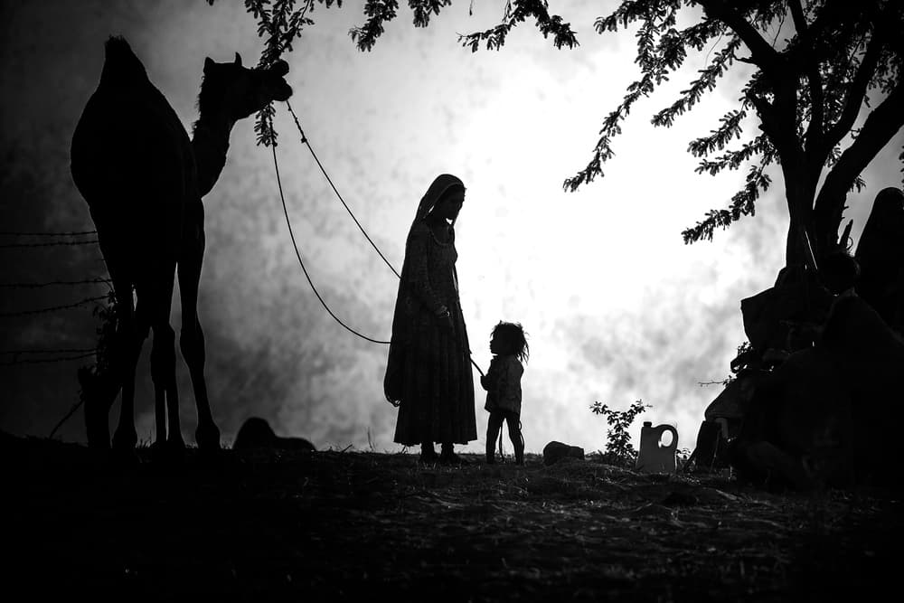 Desert Companions Silhouette by Svetlin Yosifov — canvas wall art