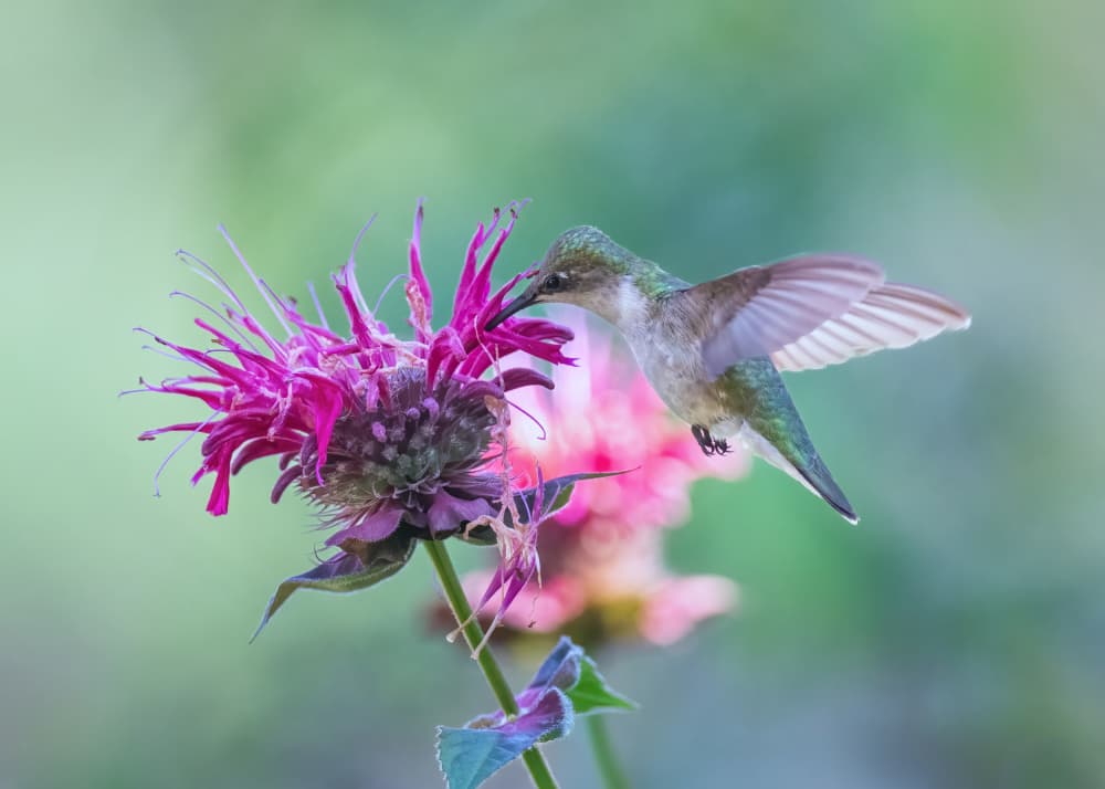 Hummingbird Nectar Feast by Li Chen — canvas wall art