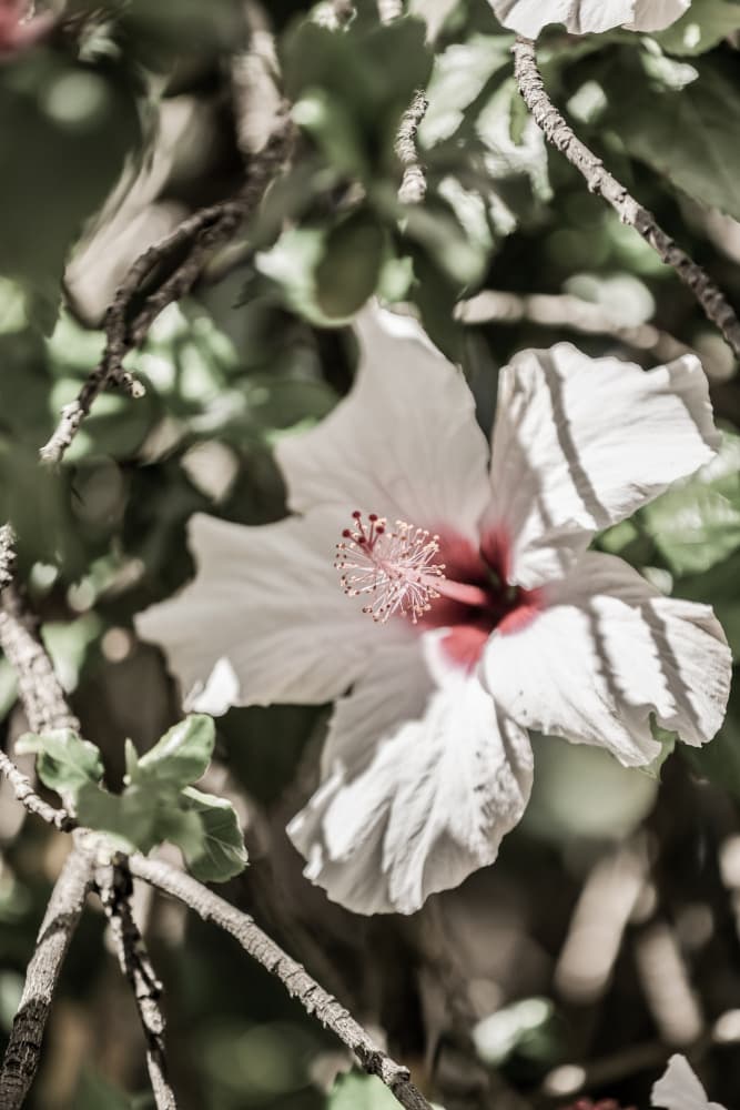 Whispering Blossom by Shot by Clint — canvas wall art