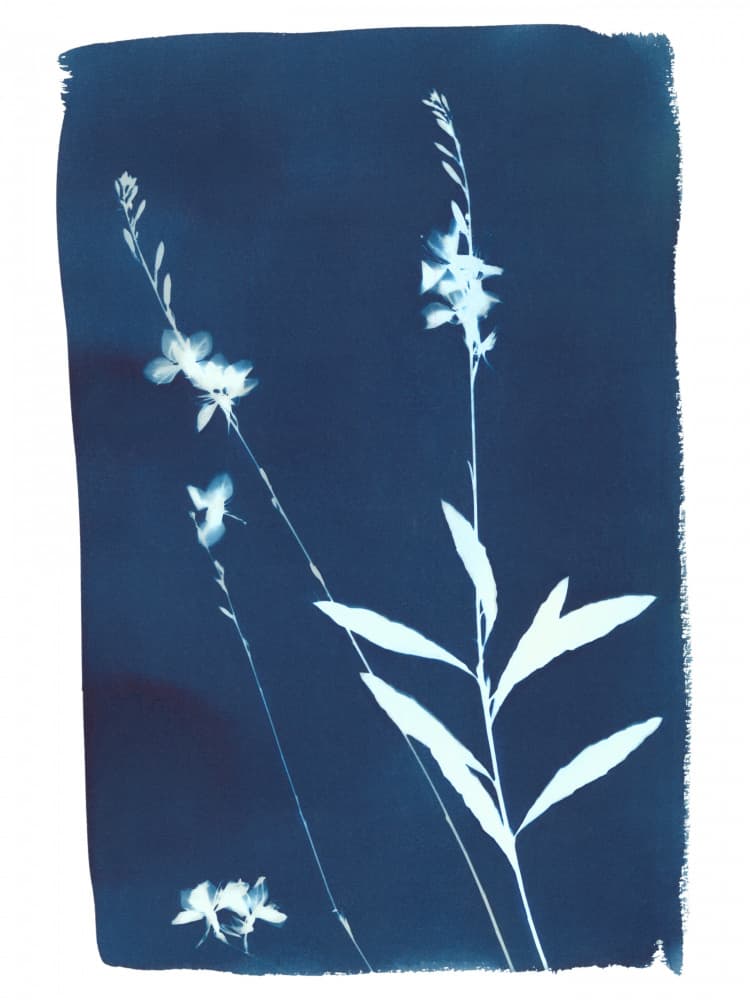 Indigo Wildflowers by Chickweeds Studio — canvas wall art