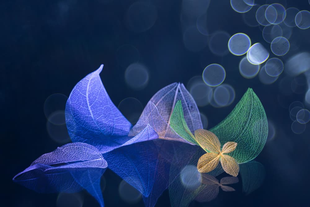 Ethereal Veined Leaves by Igor Kopcev — canvas wall art