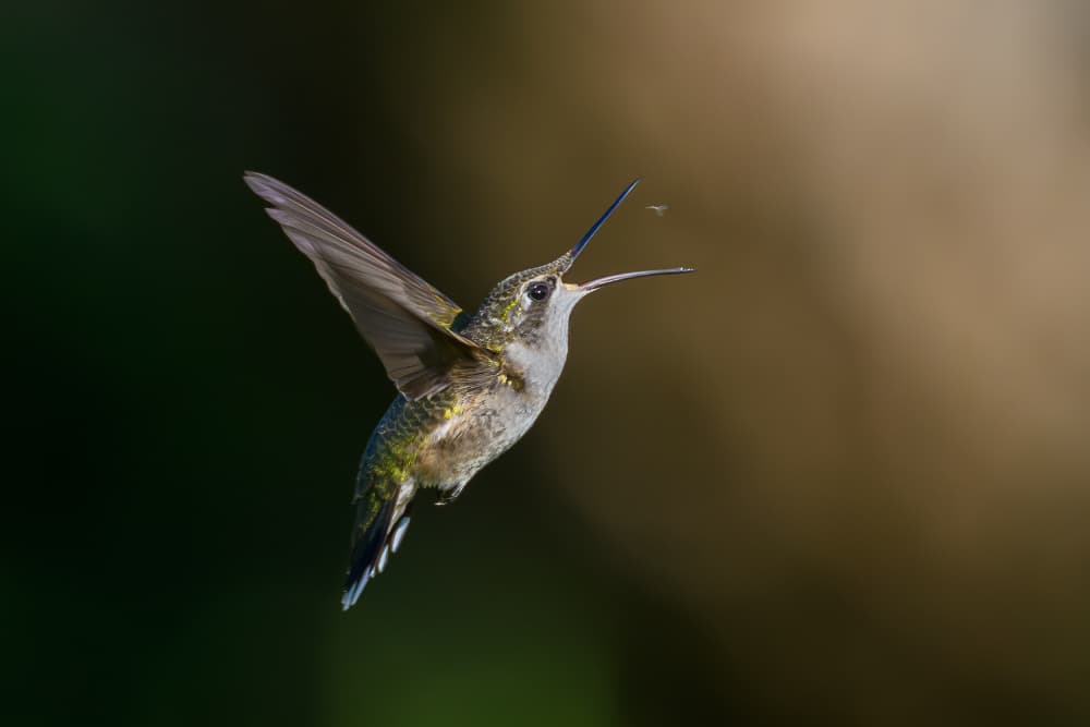 Hummingbird Catching Lunch by Mike He — canvas wall art